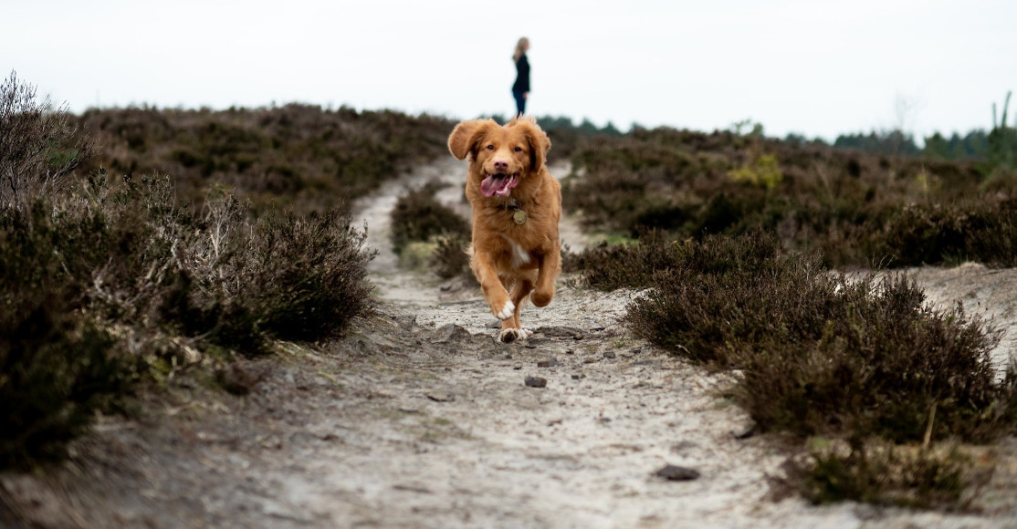 Jak biegać z psem? Radzi Iza Buksińska, założycielka szkoły dla psów "Piąty Pazur"